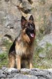BERGER ALLEMAND 180